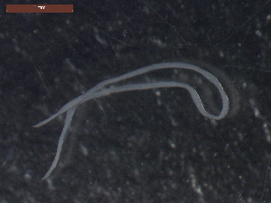  ( - CRUB UNCOPA NEM LS PAT 0089)  @11 [ ] Copyright (2013) MACN Museo Argentino de Ciencias Naturales "Bernardino Rivadavia"