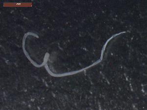  ( - CRUB UNCOPA NEM LS PAT 0090)  @11 [ ] Copyright (2013) MACN Museo Argentino de Ciencias Naturales "Bernardino Rivadavia"