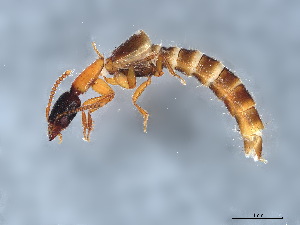  ( - BCS-ILRD-38437-F01)  @11 [ ] CreativeCommons - Attribution (2022) CBG Photography Group Centre for Biodiversity Genomics
