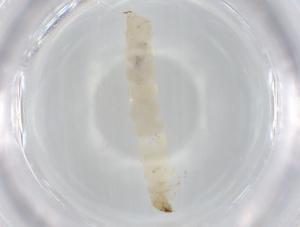  ( - BCS-NENT-44754-F04)  @11 [ ] CreativeCommons - Attribution Share-Alike (2022) Centre for Biodiversity Genomics Centre for Biodiversity Genomics