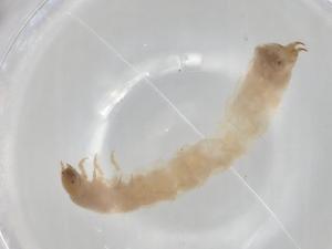  ( - BCS-NENT-44754-F05)  @11 [ ] CreativeCommons - Attribution Share-Alike (2022) Centre for Biodiversity Genomics Centre for Biodiversity Genomics