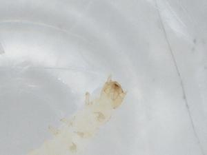  ( - BCS-NENT-44755-C12)  @11 [ ] CreativeCommons - Attribution Share-Alike (2022) Centre for Biodiversity Genomics Centre for Biodiversity Genomics