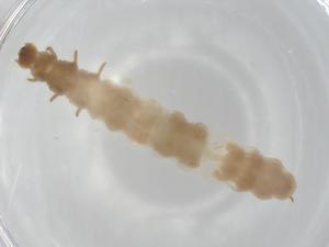  ( - BCS-NENT-44755-H09)  @11 [ ] CreativeCommons - Attribution Share-Alike (2022) Centre for Biodiversity Genomics Centre for Biodiversity Genomics