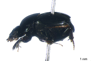  ( - CRY071)  @11 [ ] CreativeCommons  Attribution Share-Alike (by-sa) (2016) Colección de Insectos El Colegio de la Frontera Sur, Unidad Tapachula