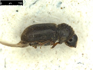  ( - 131153)  @11 [ ] CreativeCommons - Attribution Share-Alike (2025) MIGNAN Aurore INRAE, URZF