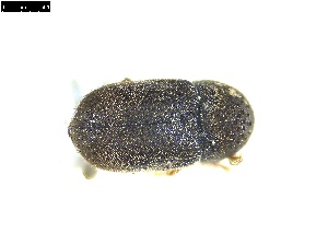  ( - 131472)  @11 [ ] CreativeCommons - Attribution Share-Alike (2025) MIGNAN Aurore INRAE, URZF