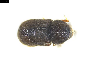  (Cryphalus intermedius - 131474)  @11 [ ] CreativeCommons - Attribution Share-Alike (2025) MIGNAN Aurore INRAE, URZF