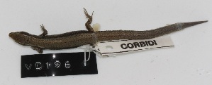  (Macropholidus - VD196)  @11 [ ] Copyright (2011) CORBIDI Centro de Ornitologia y Biodiversidad