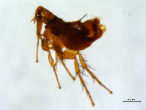  ( - 10AVB-PAR0029)  @13 [ ] CC-0 (2010) Crystal Sobel, Biodiversity Institute of Ontario Unspecified