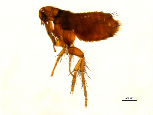  ( - 10AVB-PAR0030)  @14 [ ] CC-0 (2010) Crystal Sobel, Biodiversity Institute of Ontario Unspecified