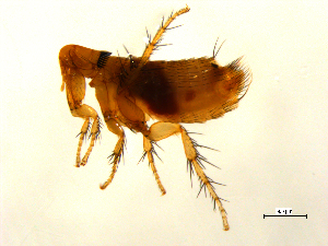 (Dactylopsyllinae - 10AVB-PAR0032)  @15 [ ] CC-0 (2010) Crystal Sobel, Biodiversity Institute of Ontario Unspecified