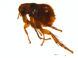  (Cediopsylla simplex - 10AVB-PAR0057)  @14 [ ] CC-0 (2010) Crystal Sobel, Biodiversity Institute of Ontario Unspecified