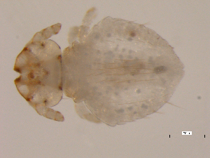  (Trichodectidae - 10AVB-PAR0070)  @14 [ ] CC-0 (2010) Crystal Sobel, Biodiversity Institute of Ontario Unspecified