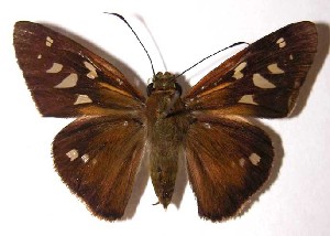  ( - 00-SRNP-21942)  @14 [ ] CreativeCommons - Attribution Non-Commercial Share-Alike (2004) Daniel H. Janzen Guanacaste Dry Forest Conservation Fund