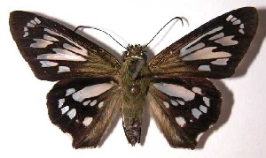  ( - 02-SRNP-1762)  @14 [ ] CreativeCommons - Attribution Non-Commercial Share-Alike (2004) Daniel H. Janzen Guanacaste Dry Forest Conservation Fund