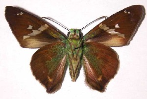  ( - 02-SRNP-28538)  @14 [ ] CreativeCommons - Attribution Non-Commercial Share-Alike (2004) Daniel H. Janzen Guanacaste Dry Forest Conservation Fund