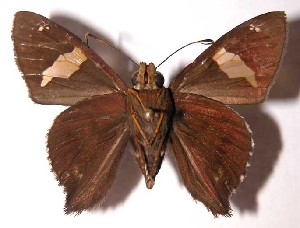  ( - 03-SRNP-10046)  @14 [ ] CreativeCommons - Attribution Non-Commercial Share-Alike (2004) Daniel H. Janzen Guanacaste Dry Forest Conservation Fund