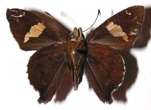  ( - 03-SRNP-10166)  @14 [ ] CreativeCommons - Attribution Non-Commercial Share-Alike (2004) Daniel H. Janzen Guanacaste Dry Forest Conservation Fund