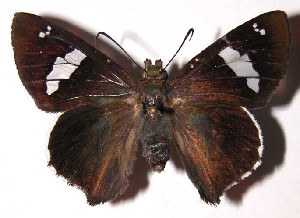  ( - 03-SRNP-10462)  @14 [ ] CreativeCommons - Attribution Non-Commercial Share-Alike (2004) Daniel H. Janzen Guanacaste Dry Forest Conservation Fund