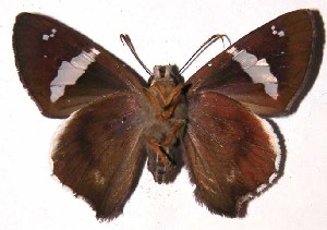  ( - 03-SRNP-10462)  @14 [ ] CreativeCommons - Attribution Non-Commercial Share-Alike (2004) Daniel H. Janzen Guanacaste Dry Forest Conservation Fund