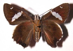  ( - 03-SRNP-10720)  @14 [ ] CreativeCommons - Attribution Non-Commercial Share-Alike (2004) Daniel H. Janzen Guanacaste Dry Forest Conservation Fund