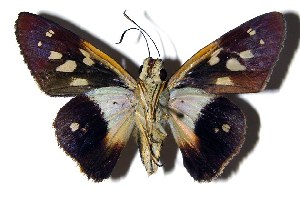  ( - 04-SRNP-3985)  @14 [ ] CreativeCommons - Attribution Non-Commercial Share-Alike (2005) Daniel H. Janzen Guanacaste Dry Forest Conservation Fund