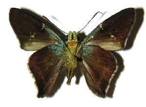  ( - 05-SRNP-55012)  @12 [ ] CreativeCommons - Attribution Non-Commercial Share-Alike (2005) Daniel H. Janzen Guanacaste Dry Forest Conservation Fund