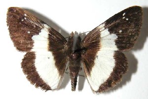  ( - 95-SRNP-433)  @14 [ ] CreativeCommons - Attribution Non-Commercial Share-Alike (2004) Daniel H. Janzen Guanacaste Dry Forest Conservation Fund