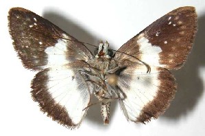  ( - 95-SRNP-433)  @14 [ ] CreativeCommons - Attribution Non-Commercial Share-Alike (2004) Daniel H. Janzen Guanacaste Dry Forest Conservation Fund