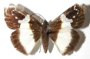  ( - 95-SRNP-437)  @14 [ ] CreativeCommons - Attribution Non-Commercial Share-Alike (2004) Daniel H. Janzen Guanacaste Dry Forest Conservation Fund