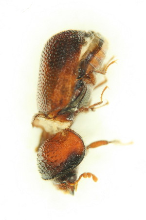  (Dinoderus bifoveolatus - FHI-064)  @14 [ ] Unspecified (default): All Rights Reserved  Unspecified Unspecified