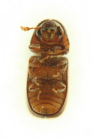  (Dinoderus porcellus - FHI-065)  @13 [ ] Unspecified (default): All Rights Reserved  Unspecified Unspecified