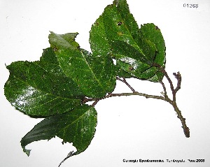  (Batocarpus amazonicus - CSP01268)  @11 [ ] CreativeCommons - Attribution Non-Commercial Share-Alike (2008) Carnegie Spectranomics Project Carnegie Institution for Science