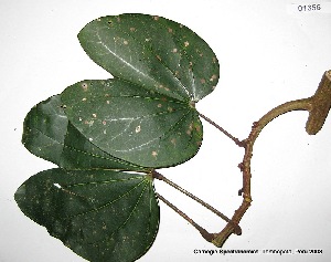  (Bauhinia sp. 2876(R2T - CSP01356)  @11 [ ] CreativeCommons - Attribution Non-Commercial Share-Alike (2008) Carnegie Spectranomics Project Carnegie Institution for Science