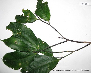  (Eschweilera albiflora - CSP01364)  @11 [ ] CreativeCommons - Attribution Non-Commercial Share-Alike (2008) Carnegie Spectranomics Project Carnegie Institution for Science