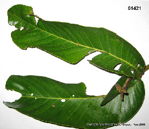  (Nectandra cissiflora - CSP01421)  @11 [ ] CreativeCommons - Attribution Non-Commercial Share-Alike (2008) Carnegie Spectranomics Project Carnegie Institution for Science