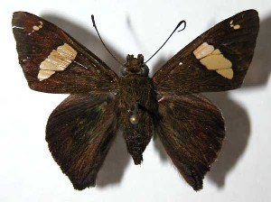  ( - 03-SRNP-21880)  @14 [ ] CreativeCommons - Attribution Non-Commercial Share-Alike (2004) Daniel H. Janzen Guanacaste Dry Forest Conservation Fund