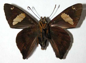  ( - 03-SRNP-21880)  @14 [ ] CreativeCommons - Attribution Non-Commercial Share-Alike (2004) Daniel H. Janzen Guanacaste Dry Forest Conservation Fund