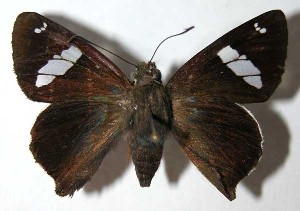  ( - 03-SRNP-21881)  @14 [ ] CreativeCommons - Attribution Non-Commercial Share-Alike (2004) Daniel H. Janzen Guanacaste Dry Forest Conservation Fund