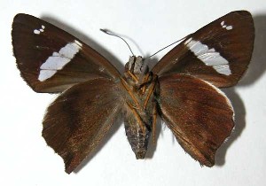  ( - 03-SRNP-21881)  @14 [ ] CreativeCommons - Attribution Non-Commercial Share-Alike (2004) Daniel H. Janzen Guanacaste Dry Forest Conservation Fund