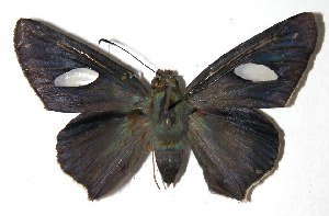  ( - 03-SRNP-9403)  @14 [ ] CreativeCommons - Attribution Non-Commercial Share-Alike (2004) Daniel H. Janzen Guanacaste Dry Forest Conservation Fund