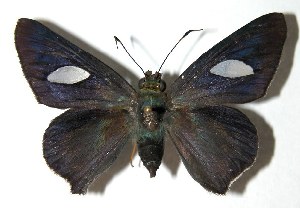  ( - 03-SRNP-9405)  @14 [ ] CreativeCommons - Attribution Non-Commercial Share-Alike (2004) Daniel H. Janzen Guanacaste Dry Forest Conservation Fund