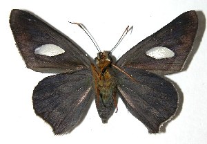  ( - 03-SRNP-9405)  @14 [ ] CreativeCommons - Attribution Non-Commercial Share-Alike (2004) Daniel H. Janzen Guanacaste Dry Forest Conservation Fund