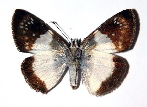  ( - 94-SRNP-6414)  @14 [ ] CreativeCommons - Attribution Non-Commercial Share-Alike (2005) Daniel H. Janzen Guanacaste Dry Forest Conservation Fund