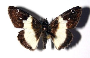  ( - 95-SRNP-436)  @14 [ ] CreativeCommons - Attribution Non-Commercial Share-Alike (2005) Daniel H. Janzen Guanacaste Dry Forest Conservation Fund