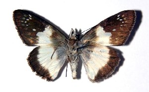  ( - 95-SRNP-436)  @14 [ ] CreativeCommons - Attribution Non-Commercial Share-Alike (2005) Daniel H. Janzen Guanacaste Dry Forest Conservation Fund