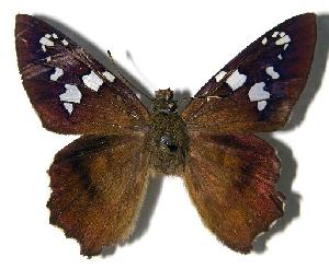  ( - 96-SRNP-7368)  @14 [ ] CreativeCommons - Attribution Non-Commercial Share-Alike (2004) Daniel H. Janzen Guanacaste Dry Forest Conservation Fund