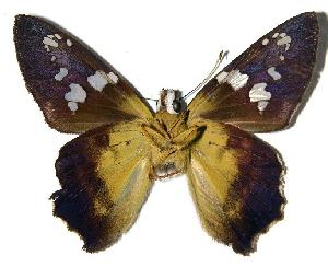  ( - 96-SRNP-7368)  @14 [ ] CreativeCommons - Attribution Non-Commercial Share-Alike (2004) Daniel H. Janzen Guanacaste Dry Forest Conservation Fund