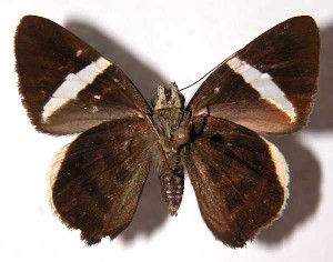  ( - 97-SRNP-5452)  @12 [ ] CreativeCommons - Attribution Non-Commercial Share-Alike (2004) Daniel H. Janzen Guanacaste Dry Forest Conservation Fund