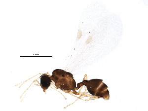  ( - BIOUG11792-H01)  @13 [ ] CreativeCommons - Attribution (2015) CBG Photography Group Centre for Biodiversity Genomics